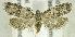  (Isotrias cuencana - TORTAG-TMG-124)  @14 [ ] Copyright (2010) Unspecified Colorado State University