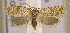  (Isotrias stramentana - TORTAG-TMG-176)  @11 [ ] Copyright (2010) Unspecified Colorado State University