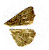  (Anoba sp - MF-05-0089)  @12 [ ] CreativeCommons - Attribution Non-Commercial Share-Alike (2011) Kim Mitter University of Maryland