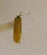  (Myrmecozela ochracella - DRD-07-4104)  @12 [ ] CreativeCommons - Attribution Non-Commercial No Derivatives (2009) Unspecified University of Maryland