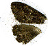  ( - AYK-04-0784-04)  @12 [ ] CreativeCommons - Attribution Non-Commercial Share-Alike (2011) Kim Mitter University of Maryland