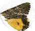  ( - AYK-04-0808-02)  @12 [ ] CreativeCommons - Attribution Non-Commercial Share-Alike (2011) Kim Mitter University of Maryland