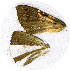  (Platyjionia mediorufa - AYK-04-0833-07)  @12 [ ] CreativeCommons - Attribution Non-Commercial Share-Alike (2011) Kim Mitter University of Maryland