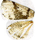  ( - AYK-04-0840-03)  @12 [ ] CreativeCommons - Attribution (2010) Unspecified Centre for Biodiversity Genomics