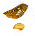  (Balacra magna - AYK-07-9195)  @12 [ ] CreativeCommons - Attribution Non-Commercial No Derivatives (2009) Unspecified University of Maryland