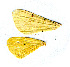  (Diacrisia sublutea - MF-05-0083)  @12 [ ] CreativeCommons - Attribution Non-Commercial No Derivatives (2009) Unspecified University of Maryland