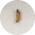  (Cryptaspasma sp - MSH-07-2001)  @12 [ ] CreativeCommons - Attribution Non-Commercial Share-Alike (2012) Kim Mitter University of Maryland