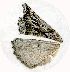  (Plataea sp - RR-98-0915)  @12 [ ] CreativeCommons - Attribution Non-Commercial Share-Alike (2011) Kim Mitter University of Maryland