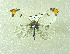  (Anthocharis scolymus - SWC-09-5011)  @14 [ ] CreativeCommons - Attribution Non-Commercial No Derivatives (2009) Unspecified University of Maryland