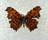  (Polygonia c-aureum - SWC-09-5028)  @13 [ ] CreativeCommons - Attribution Non-Commercial No Derivatives (2009) Unspecified University of Maryland