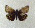  (Erynnis montanus - SWC-09-5044)  @14 [ ] CreativeCommons - Attribution Non-Commercial No Derivatives (2009) Unspecified University of Maryland
