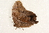  (Eryphanis polyxena - DMTRN-0003)  @13 [ ] CreativeCommons - Attribution (2009) Unspecified Centre for Biodiversity Genomics