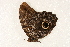  (Caligo teucer - DMTRN-0005)  @12 [ ] CreativeCommons - Attribution (2009) Unspecified Centre for Biodiversity Genomics