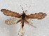 (Taschorema nigrata - ANIC30_000039)  @11 [ ] Unspecified (default): All Rights Reserved  Unspecified Unspecified