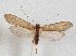  (Taschorema turbidum - ANIC30_000053)  @11 [ ] Unspecified (default): All Rights Reserved  Unspecified Unspecified