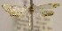 (Eoophyla argyrilinale - JH417)  @11 [ ] Unspecified (default): All Rights Reserved  Unspecified Unspecified