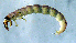  (Taschorema evansi - JOS21)  @13 [ ] Unspecified (default): All Rights Reserved  Unspecified Unspecified