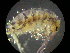  ( - 017_40)  @11 [ ] by-nc-sa  Ulrich Burkhardt soil organism research