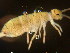  ( - 048_11)  @11 [ ] by-nc-sa  Ulrich Burkhardt soil organism research