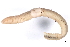  (Eiseniella - CE4210)  @14 [ ] CreativeCommons - Attribution (2010) CBG Photography Group Centre for Biodiversity Genomics