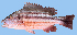  (Lutjanus arakan - MFSCU5029)  @11 [ ] Copyright (c) (2023) Mohammad Eusuf Hasan Institute of Marine Sciences, University of Chittagong