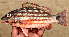  ( - MFSCU5034)  @11 [ ] Copyright (c) (2023) Mohammad Eusuf Hasan Institute of Marine Sciences, University of Chittagong