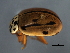  ( - 10PROBE-20769)  @12 [ ] CreativeCommons - Attribution (2010) CBG Photography Group Centre for Biodiversity Genomics