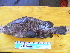  ( - CNP Acapat02 Gar1)  @11 [ ] CreativeCommons - Attribution Non-Commercial (2013) Lujan Villanueva-Gomila CESIMAR-CONICET