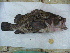  ( - CNP Acapat04 Gar6)  @11 [ ] CreativeCommons - Attribution Non-Commercial (2013) Lujan Villanueva-Gomila CESIMAR-CONICET