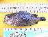  ( - CNP Acapat06 BN15)  @11 [ ] CreativeCommons - Attribution Non-Commercial (2013) Lujan Villanueva-Gomila CESIMAR-CONICET