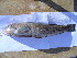  ( - CNP Pinbra01 Fra)  @11 [ ] CreativeCommons - Attribution Non-Commercial (2012) Lujan Villanueva-Gomila CESIMAR-CONICET