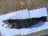  ( - CNP Pinbra03 Fra2)  @11 [ ] CreativeCommons - Attribution Non-Commercial (2012) Lujan Villanueva-Gomila CESIMAR-CONICET