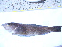  ( - CNP Pinbra05 PL2)  @11 [ ] CreativeCommons - Attribution Non-Commercial (2012) Lujan Villanueva-Gomila CESIMAR-CONICET