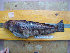  ( - CNP Pinbra14 BN17)  @11 [ ] CreativeCommons - Attribution Non-Commercial (2012) Lujan Villanueva-Gomila CESIMAR-CONICET