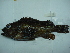  ( - CNP Sebocu09 PL6)  @11 [ ] CreativeCommons - Attribution Non-Commercial (2012) Lujan Villanueva-Gomila CESIMAR-CONICET
