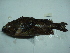  ( - CNP Sebocu10 PL7)  @11 [ ] CreativeCommons - Attribution Non-Commercial (2015) Lujan Villanueva-Gomila CESIMAR-CONICET