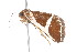  ( - K291409)  @13 [ ] CreativeCommons - Attribution Non-Commercial Share-Alike (2011) Andrew Mitchell Australian Museum