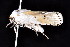  ( - K292874)  @12 [ ] CreativeCommons - Attribution Non-Commercial Share-Alike (2011) Andrew Mitchell Australian Museum