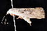  ( - K292887)  @13 [ ] CreativeCommons - Attribution Non-Commercial Share-Alike (2011) Andrew Mitchell Australian Museum