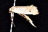  ( - K292893)  @12 [ ] CreativeCommons - Attribution Non-Commercial Share-Alike (2011) Andrew Mitchell Australian Museum