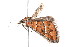  ( - K292910)  @12 [ ] CreativeCommons - Attribution Non-Commercial Share-Alike (2011) Andrew Mitchell Australian Museum