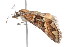  ( - K292913)  @13 [ ] CreativeCommons - Attribution Non-Commercial Share-Alike (2011) Andrew Mitchell Australian Museum