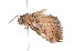  ( - K296037)  @12 [ ] CreativeCommons - Attribution Non-Commercial Share-Alike (2011) Andrew Mitchell Australian Museum