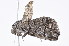  (Dysbatus sp. ANIC1 - K296128)  @13 [ ] CreativeCommons - Attribution Non-Commercial Share-Alike (2011) Andrew Mitchell Australian Museum