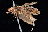  (Pachybela sp. 13_ANIC - K296710)  @11 [ ] CreativeCommons - Attribution Non-Commercial Share-Alike (2011) Andrew Mitchell Australian Museum Sydney