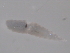  ( - 10PROBE-21340)  @12 [ ] CreativeCommons - Attribution (2010) CBG Photography Group Centre for Biodiversity Genomics
