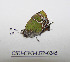  (Callophrys xami - CSU-CPG-LEP-0245)  @13 [ ] Copyright (2009) Unspecified Colorado State University