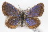  (Euphilotes centralis - CSU-CPG-LEP-0646)  @14 [ ] CreativeCommons - Attribution (2009) Unspecified Unspecified