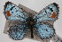  ( - CSU-CPG-LEP-0691)  @11 [ ] CreativeCommons - Attribution (2009) Unspecified Unspecified