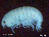  ( - MT010Oxx003)  @11 [ ] CreativeCommons  Attribution Non-Commercial Share-Alike (2017) Meike A. Seefeldt Ruhr University Bochum/ Alfred Wegener Institute